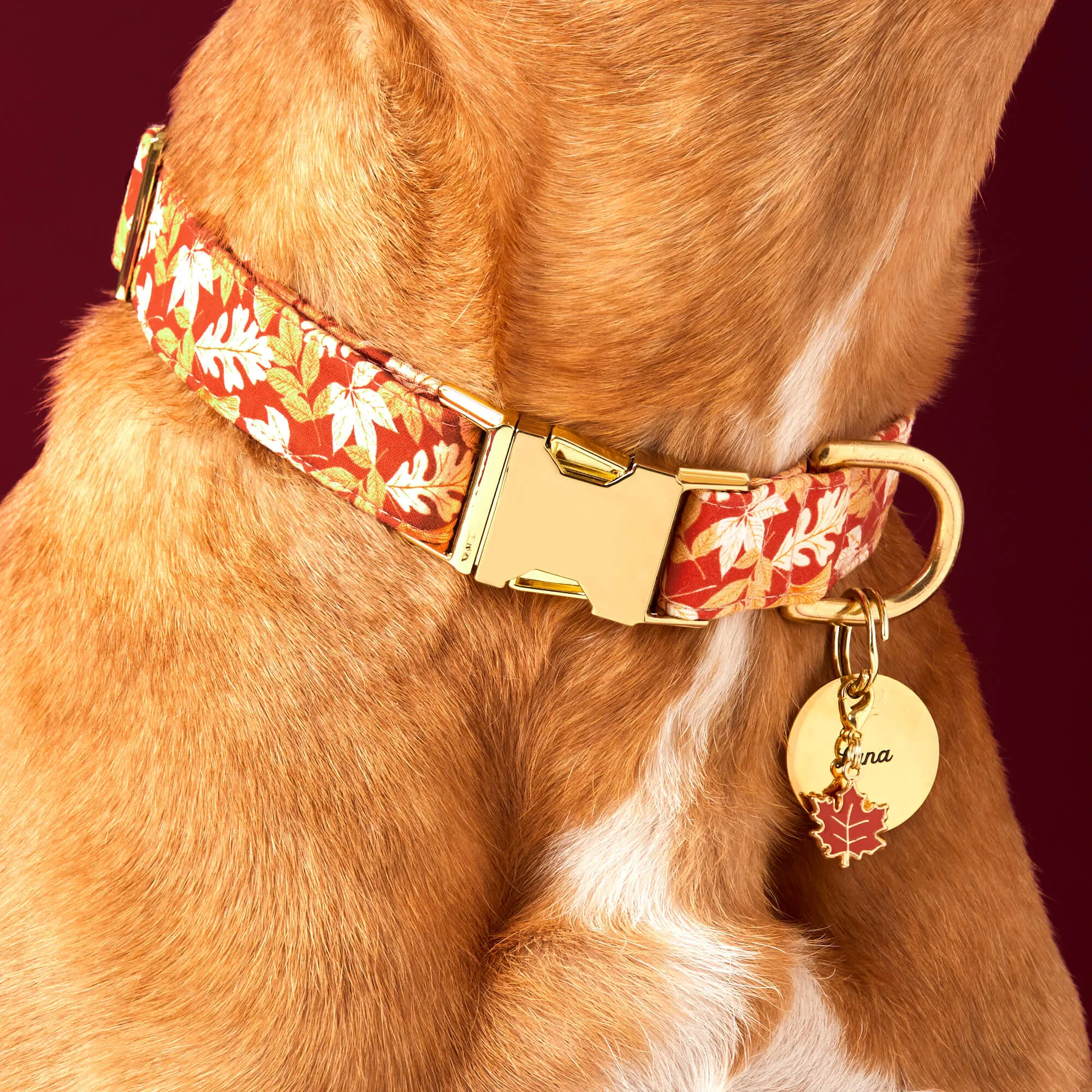 Autumn Leaves Rust Dog Collar