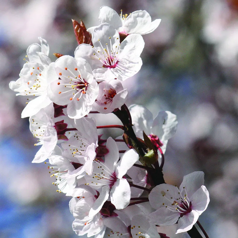 Fuji Cherry