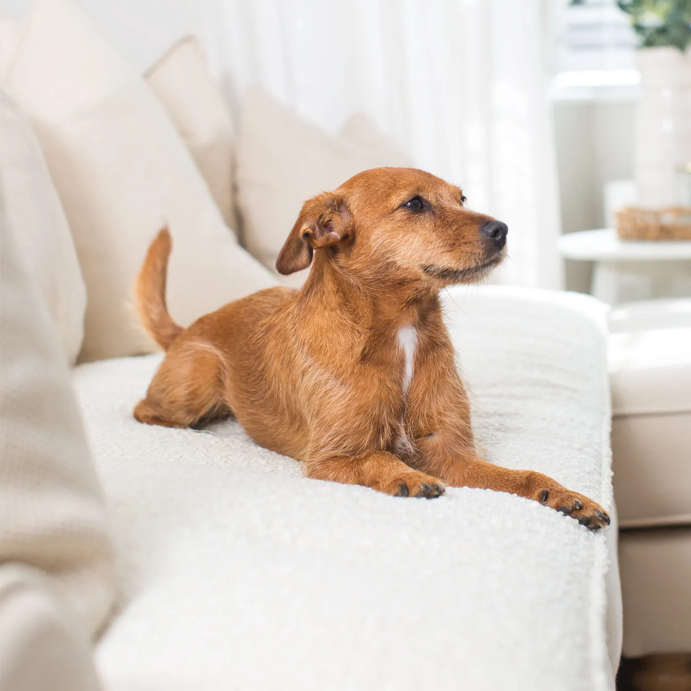 Sofa Topper in Bouclé by Lords & Labradors